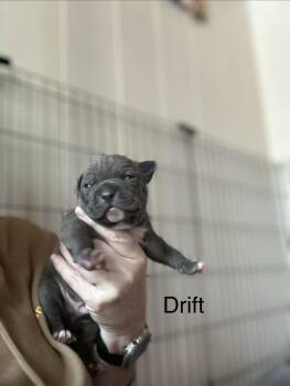 American Staffordshire Terrier Dogs Available for Adoption in San Diego, California - Ocean