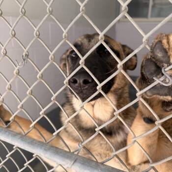 Aspen -  Shepherd Dog for Adoption in Columbus, North Carolina - Aspen | PetCurious