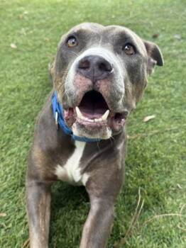 Paloma - 1 -  American Staffordshire Terrier and Mixed Breed Dog for Adoption in Daytona Beach, Florida - Paloma - 1 | PetCurious
