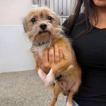 Gibby -  Mixed Breed Dog for Adoption in Fredericksburg, Virginia - Gibby | PetCurious