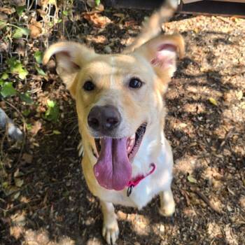 Delilah -  Mixed Breed Dog for Adoption in Belfair, Washington - Delilah | PetCurious
