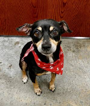 Santana -  Miniature Pinscher Dog for Adoption in Gulfport, Mississippi - Santana | PetCurious
