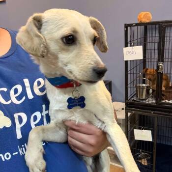 Nelson - Costa Mesa Location -  Terrier and Mixed Breed Dog for Adoption in Chino Hills, California - Nelson - Costa Mesa Location | PetCurious
