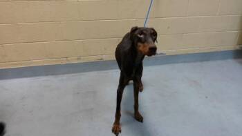 FALCON -  Doberman Pinscher Dog for Adoption in Tulsa, Oklahoma - FALCON | PetCurious