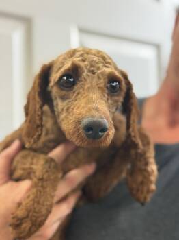 Miniature Poodle Dogs Available for Adoption in Blue Springs, Missouri - Phoenix | PetCurious