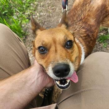 Cardigan Welsh Corgi and Cattle Dog Dogs Available for Adoption in Mount Vernon, Indiana - Ruby | PetCurious