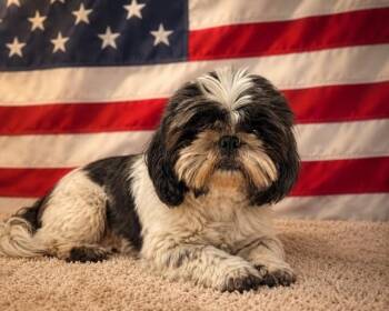 Shih Tzu Dogs Available for Adoption in Doral, Florida - AMY | PetCurious