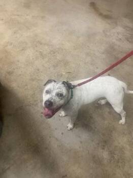 Tuna Melt -  American Bulldog and Mixed Breed Dog for Adoption in Gainesville, Florida - Tuna Melt | PetCurious