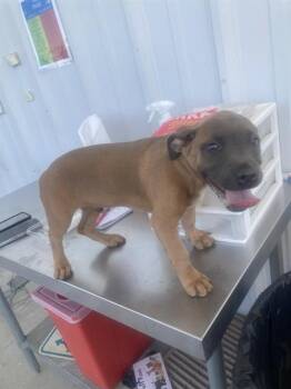 Yipyip - URGENT -  Pit Bull Terrier Dog for Adoption in Thousand Oaks, California - Yipyip - URGENT | PetCurious
