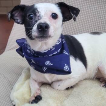 Chihuahua Dogs Available for Adoption in Manchester, New Hampshire - Hulk In NH. Come Meet Our Adoptable Dogs Wednesday-Saturday. Mor | PetCurious