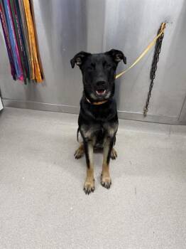 HOGAN -  German Shepherd Dog and Mixed Breed Dog for Adoption in Fairbanks, Alaska - HOGAN | PetCurious