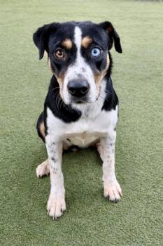 Bluetick Coonhound and Mixed Breed Dogs Available for Adoption - WILLOW | PetCurious
