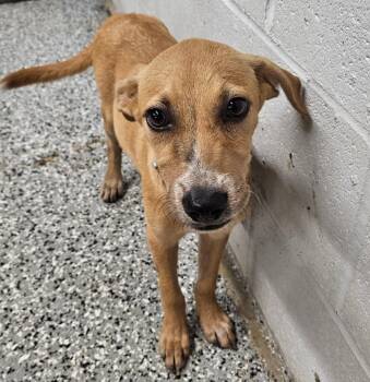 Rescue Shepherd Dogs for Adoption in Republic, Missouri - Mary | PetCurious