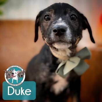Dachshund and Chihuahua Dogs Available for Adoption in Friendswood, Texas - Duke Honeybunch | PetCurious