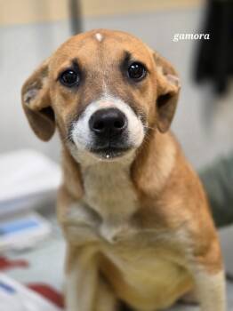Rescue Beagle and Labrador Retriever Dogs for Adoption in Clinton, South Carolina - Gamora | PetCurious