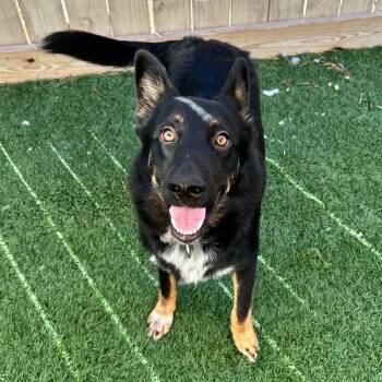 Rescue German Shepherd Dog Dogs for Adoption in New Orleans, Louisiana - Lee Louie | PetCurious