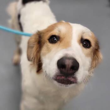 Mixed Breed Dogs Available for Adoption - Bernie | PetCurious