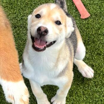Mixed Breed Dogs Available for Adoption - Eloise 0490 | PetCurious