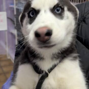 Siberian Husky Dogs Available for Adoption - Violet | PetCurious