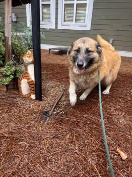 Lucie -  Mixed Breed Dog for Adoption in Hilton Head Island, South Carolina - Lucie | PetCurious