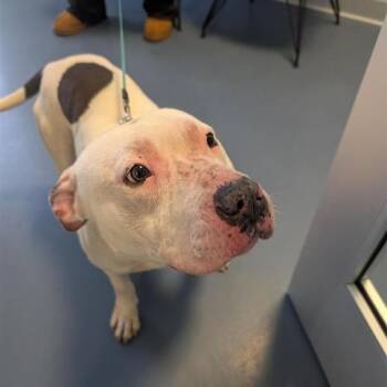 Pit Bull Terrier Dogs Available for Adoption - Whipped Cream | PetCurious