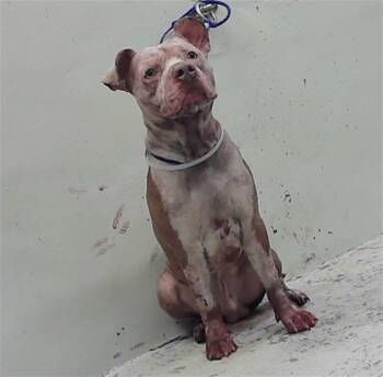 Staffordshire Bull Terrier and Mixed Breed Dogs Available for Adoption - BULLET | PetCurious