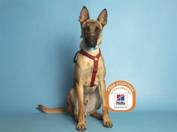 Belgian Shepherd Malinois Dogs Available for Adoption - JAKE | PetCurious