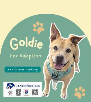 Rescue Pit Bull Terrier and Yellow Labrador Retriever Dogs for Adoption in Miami, Florida - Goldie - Emergency Foster Or Adopter*** | PetCurious