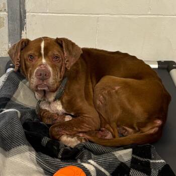 Pit Bull Terrier and Boxer Dogs Available for Adoption - Carl Fredricksen | PetCurious