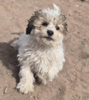 Poodle and Shih Tzu Dogs Available for Adoption in Peralta, New Mexico - **BAUBLE - Bio Below | PetCurious