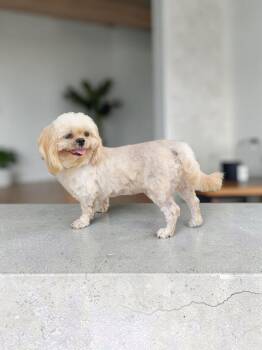Duncan YoYo -  Shih Tzu Dog for Adoption in Waunakee, Wisconsin - Duncan YoYo | PetCurious