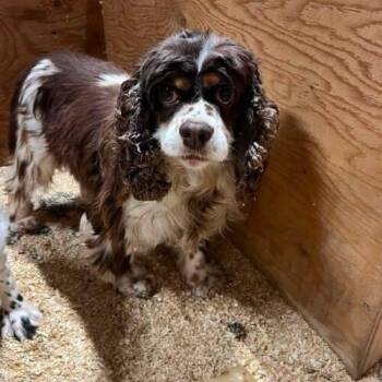 Dolly -  English Cocker Spaniel Dog for Adoption in Vienna, Ontario - Dolly | PetCurious
