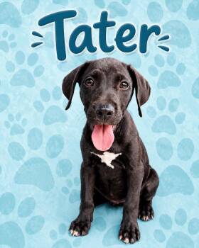 Tater -  Labrador Retriever Dog for Adoption in Carmel Hamlet, New York - Tater | PetCurious