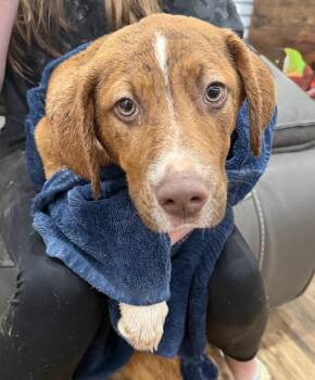 Hound Dogs Available for Adoption in Boston, Massachusetts - Snickers Sweets | PetCurious