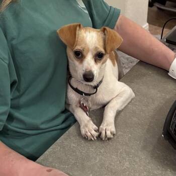 Garden -  Chihuahua Dog for Adoption in Boerne, Texas - Garden | PetCurious
