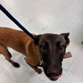 Tiny -  Belgian Shepherd Malinois Dog for Adoption in Philadelphia, Pennsylvania - Tiny | PetCurious