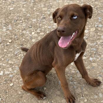 Hope -  Shepherd Dog for Adoption in Sonoma, California - Hope | PetCurious