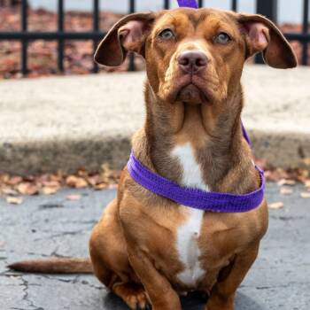 Hazel -  American Bully Dog for Adoption in Williston, Vermont - Hazel | PetCurious