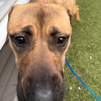 LUNA AZUL -  Cane Corso and Mixed Breed Dog Available for Adoption in Greensboro, North Carolina - LUNA AZUL | PetCurious