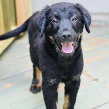 Levi (Victoria Litter) -  Shepherd and Husky Dog for Adoption in Conroe, Texas - Levi (Victoria Litter) | PetCurious
