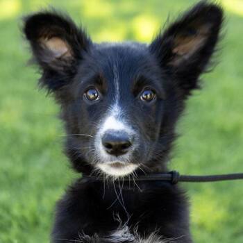 Cheeky -  Border Collie Dog for Adoption in Oakland, California - Cheeky | PetCurious