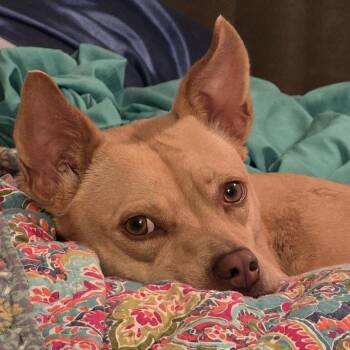 Basenji and Carolina Dog Dogs Available for Adoption - Lizotte MV13110-T | PetCurious