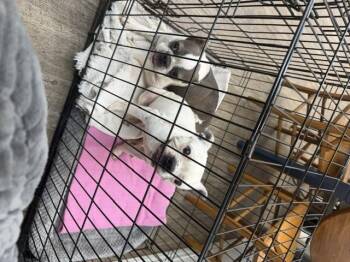 Mocha -  Boston Terrier Dog Available for Adoption in Van Vleck, Texas - Mocha | PetCurious