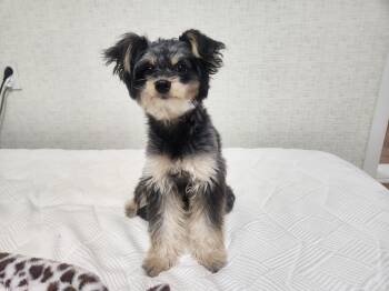WINTER -  Maltipoo Dog for Adoption in Stone Mountain, Georgia - WINTER | PetCurious