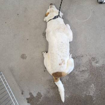 Mixed Breed Dogs Available for Adoption - Leif | PetCurious