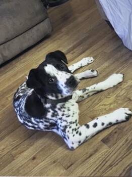 Australian Cattle Dog Blue Heeler and Labrador Retriever Dogs Available for Adoption in Bull Valley, Illinois - Oreo | PetCurious