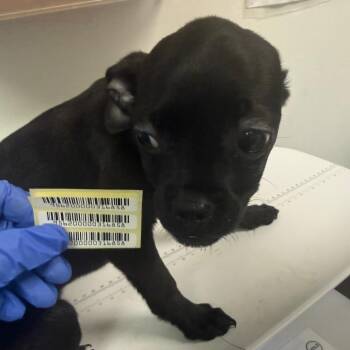 Slinky -  Mixed Breed Dog for Adoption in Charleston, West Virginia - Slinky | PetCurious