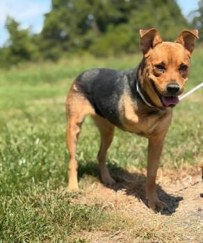 Palmetto -  Mixed Breed Dog for Adoption in Lutz, Florida - Palmetto | PetCurious
