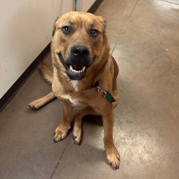 Buckaroo -  Mixed Breed Dog for Adoption in Flagstaff, Arizona - Buckaroo | PetCurious
