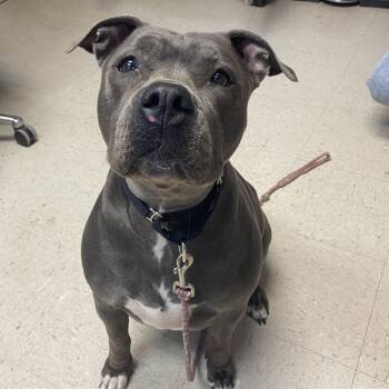 Rescue Pit Bull Terrier Dogs for Adoption in Austin, Texas - Sapphire | PetCurious